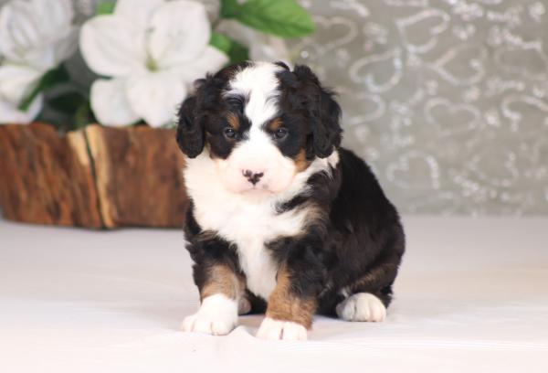 tri-colored mini bernedoodle near Chicago Illinois