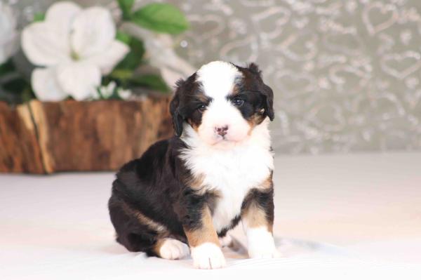 tri-colored mini bernedoodle near Chicago Illinois