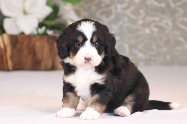 tri-colored mini bernedoodle near Chicago Illinois