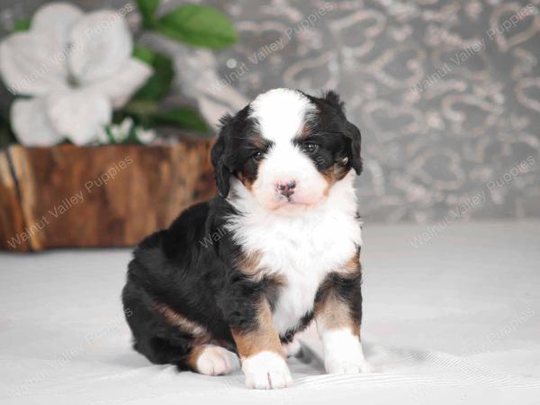 tri-colored mini bernedoodle near Chicago Illinois