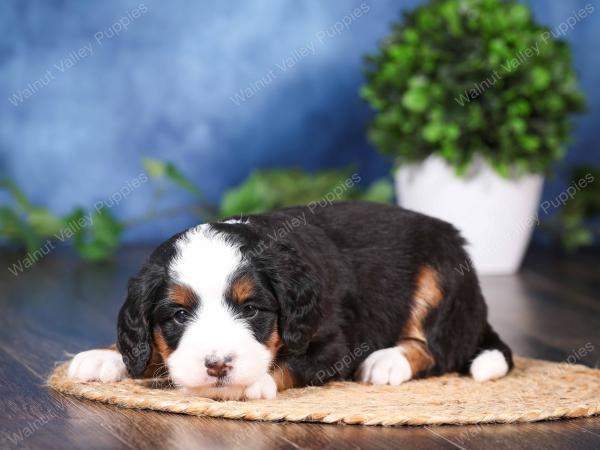 tri-colored mini bernedoodle near Chicago Illinois