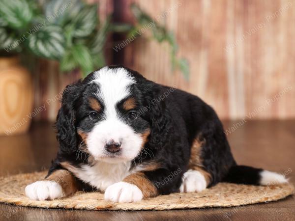 tri-colored mini bernedoodle near Chicago 