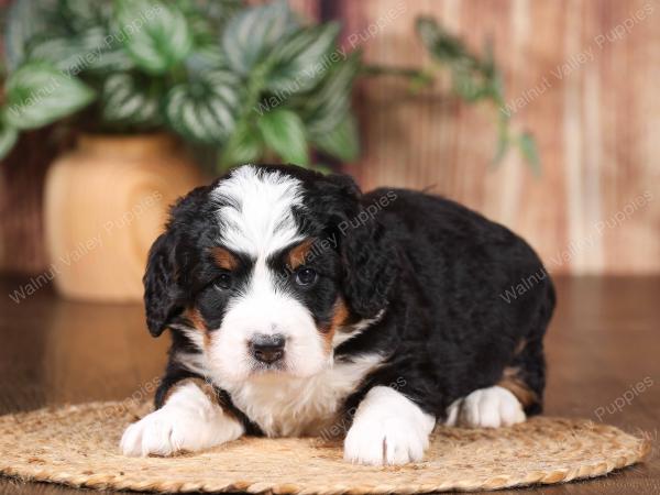 tri-colored mini bernedoodle near Chicago 