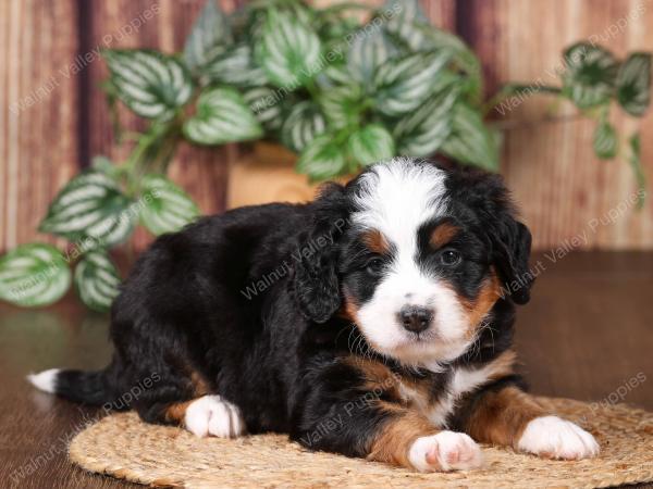 tri-colored mini bernedoodle near Chicago 