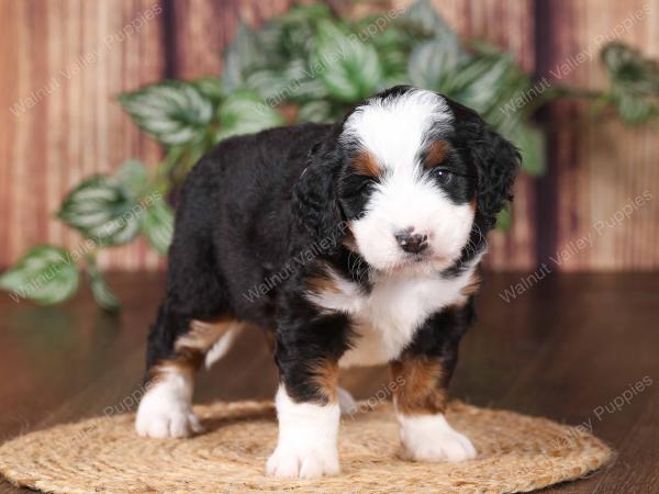 tri-colored mini bernedoodle near Chicago 
