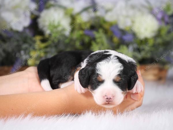 tri-colored mini bernedoodle near Chicago 