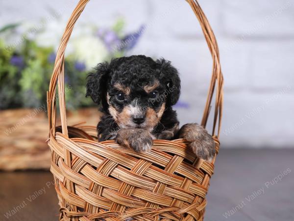tri-colored mini bernedoodle near Chicago 