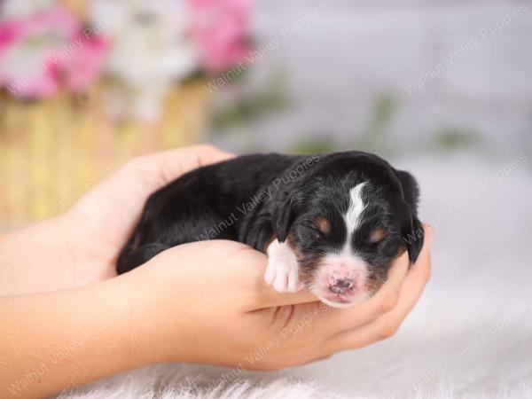   tri-colored Male standard bernedoodle near Chicago Illinois