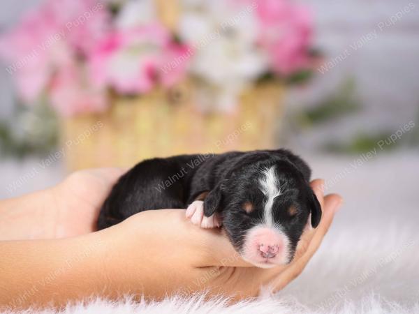   tri-colored female standard bernedoodle near Chicago Illinois