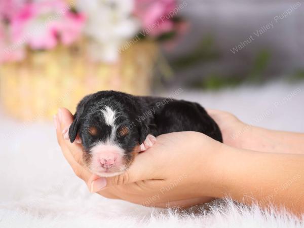   tri-colored Male standard bernedoodle near Chicago Illinois
