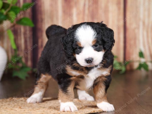 tri-colored mini bernedoodle near Chicago 