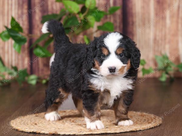 tri-colored mini bernedoodle near Chicago 