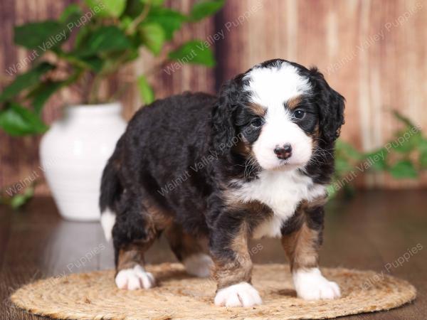 tri-colored mini bernedoodle near Chicago 