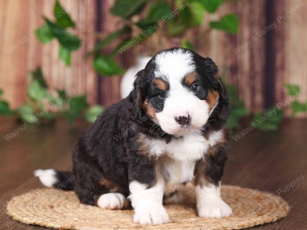 tri-colored mini bernedoodle near Chicago 