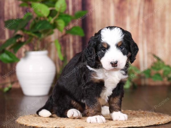tri-colored mini bernedoodle near Chicago 
