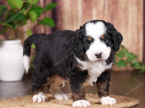 tri-colored mini bernedoodle near Chicago 