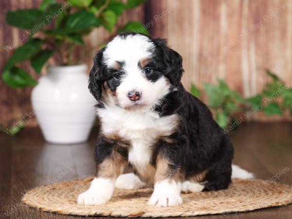 tri-colored mini bernedoodle near Chicago 