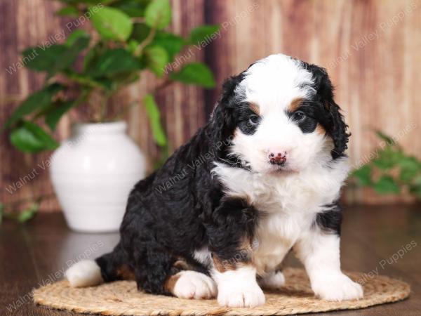 tri-colored mini bernedoodle near Chicago 