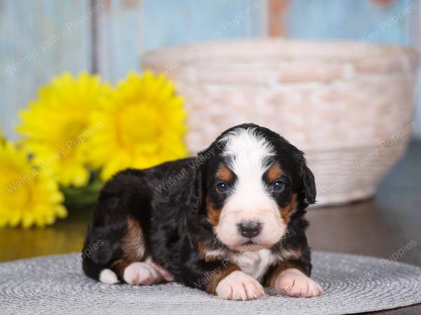 tri-colored mini bernedoodle near Chicago 