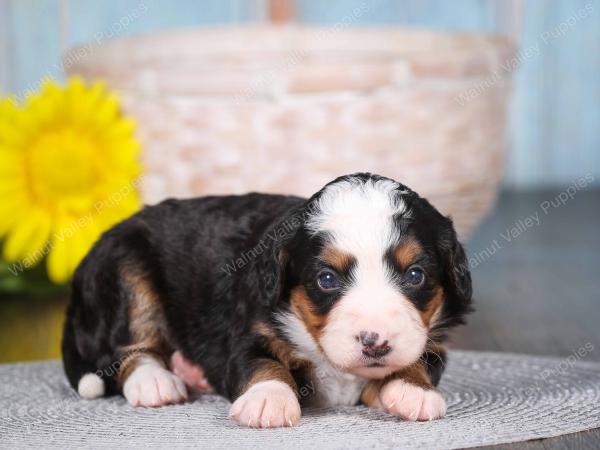 tri-colored mini bernedoodle near Chicago 