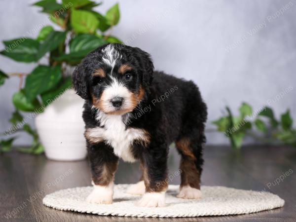   tri-colored standard bernedoodle near Chicago Illinois