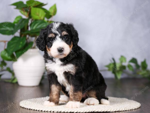   tri-colored standard bernedoodle near Chicago Illinois