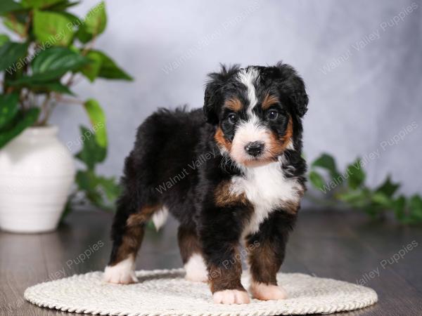   tri-colored standard bernedoodle near Chicago Illinois