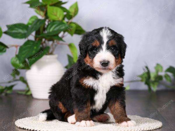   tri-colored standard bernedoodle near Chicago Illinois