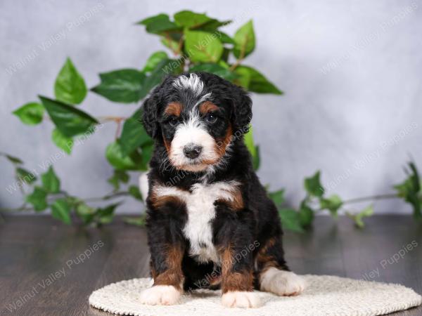   tri-colored standard bernedoodle near Chicago Illinois