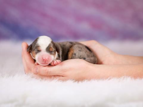 Paris's puppies found their forever homes