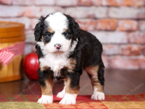 Lilly’s puppies found their forever homes