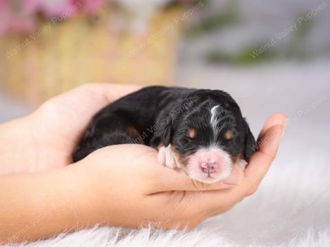 Lilac has 7 puppies!