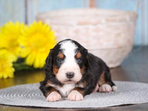 Becky has 3 puppies!