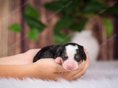 Becky has 3 puppies!
