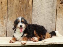 Kelsie F1b bernedoodle