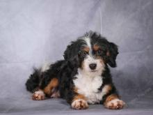 Kelsie F1b bernedoodle