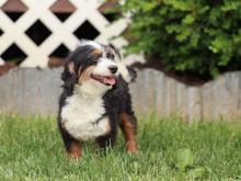 Kelsie F1b bernedoodle