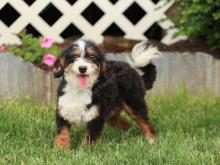 Kelsie F1b bernedoodle