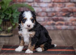 mini bernedoodle near Chicago Illinois 