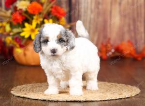 tri-colored mini bernedoodle near Chicago 