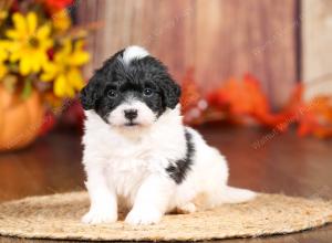 tri-colored mini bernedoodle near Chicago 