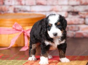 tri-colored mini bernedoodle near Chicago Illinois 