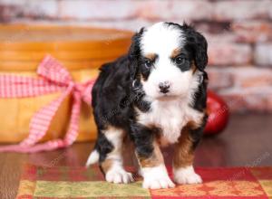 tri-colored mini bernedoodle near Chicago Illinois 