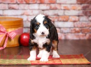 tri-colored mini bernedoodle near Chicago Illinois 