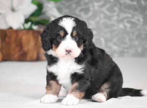 Cute Bernedoodle Puppy