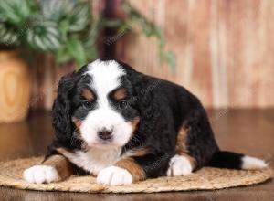 tri-colored mini bernedoodle near Chicago 