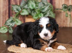 tri-colored mini bernedoodle near Chicago 