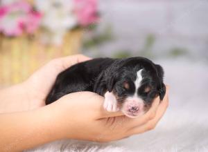   tri-colored Male standard bernedoodle near Chicago Illinois