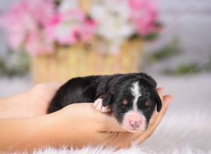   tri-colored female standard bernedoodle near Chicago Illinois