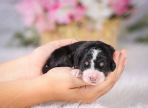   tri-colored female standard bernedoodle near Chicago Illinois